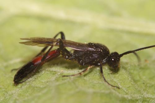 Réf. 298 447 : Ctenichneumon divisorius